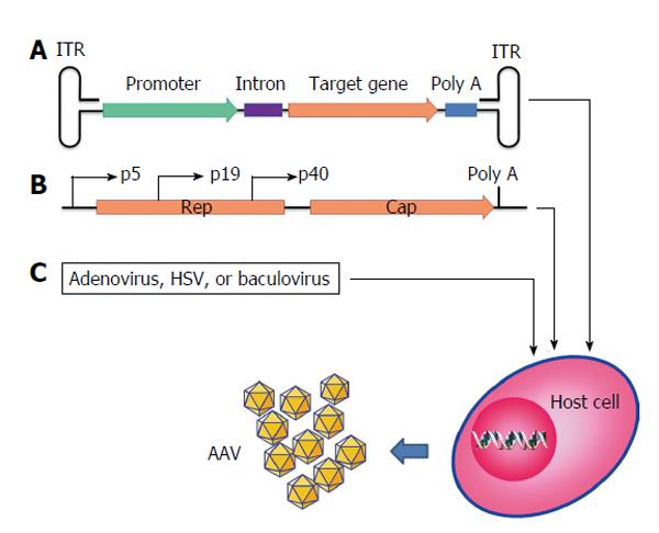 Diagram of adeno-associated virus vector production.